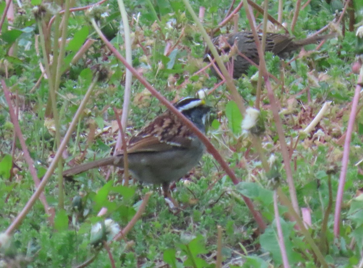 White-throated Sparrow - ML444001341