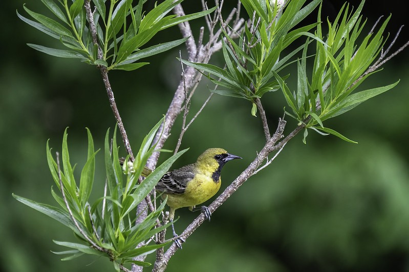 Orchard Oriole - ML444001401