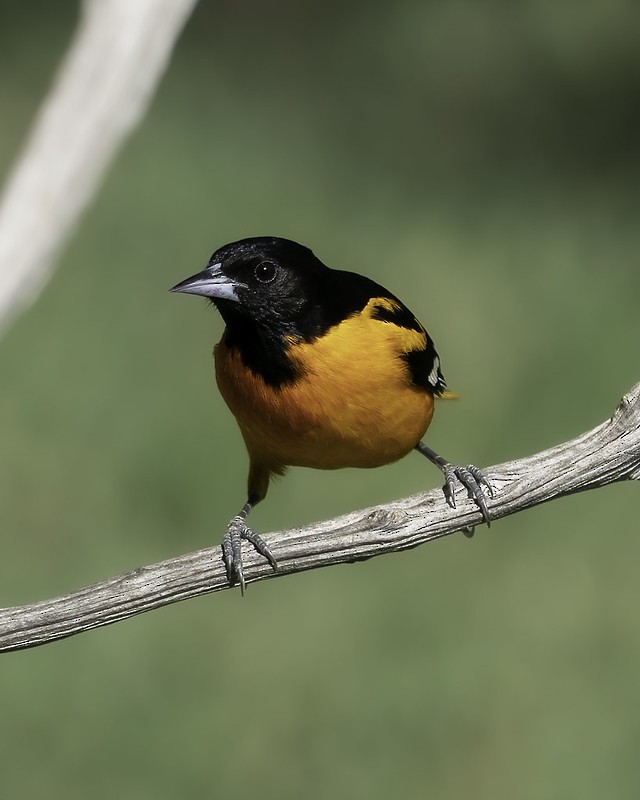 Baltimore Oriole - ML444001651