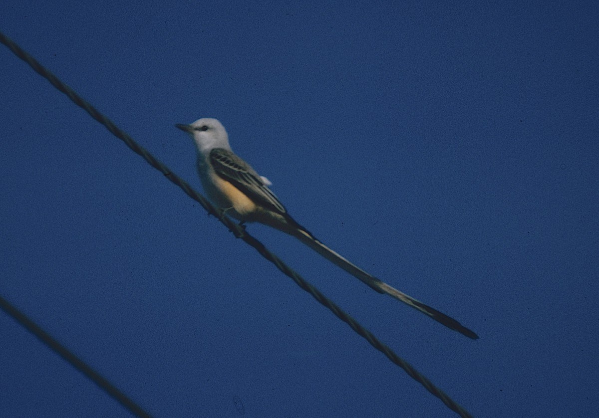 Scissor-tailed Flycatcher - ML444001661