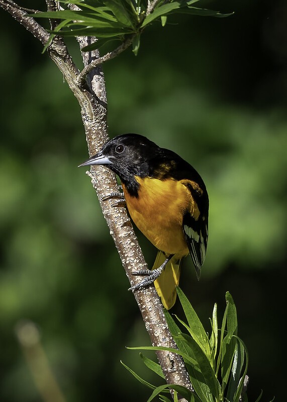 Baltimore Oriole - ML444001691