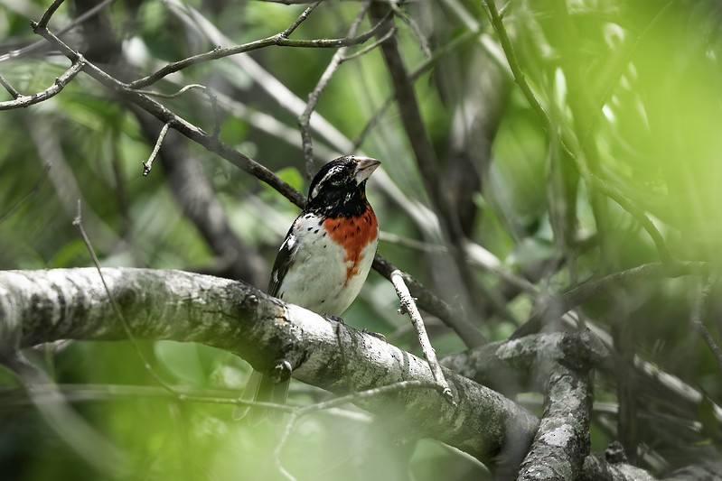 Rose-breasted Grosbeak - ML444001751