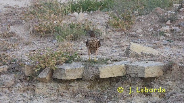 Eurasian Goshawk - ML444001771