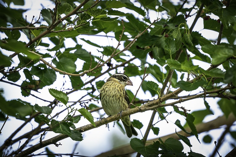 Rose-breasted Grosbeak - ML444001781