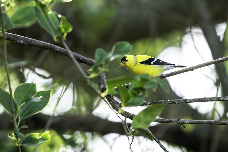 American Goldfinch - ML444002081