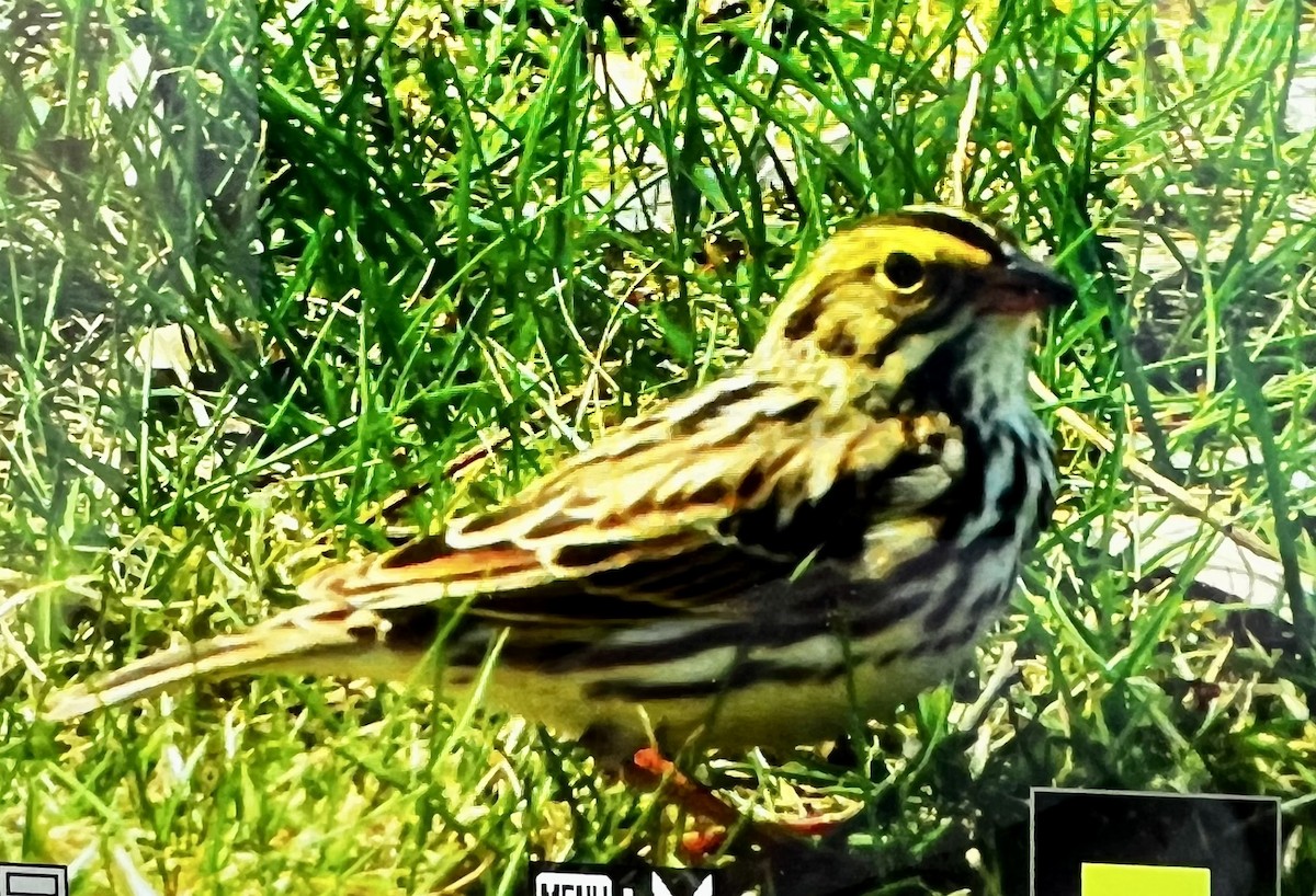 Savannah Sparrow - ML444002501