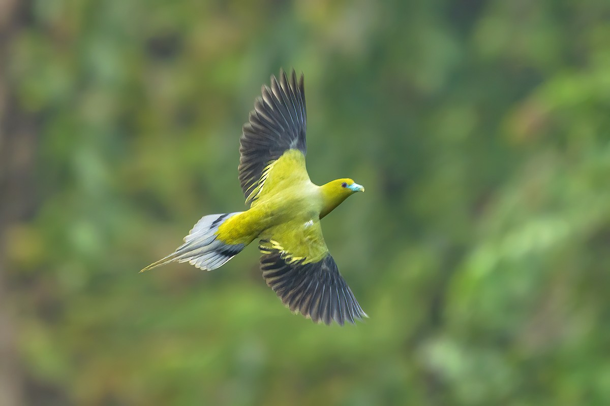 Pin-tailed Green-Pigeon - Samir Sachdeva