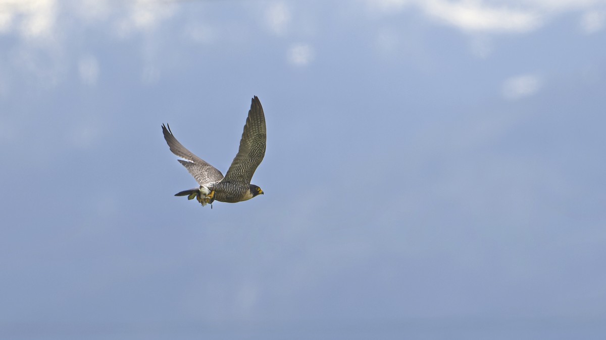 Peregrine Falcon - ML444003541