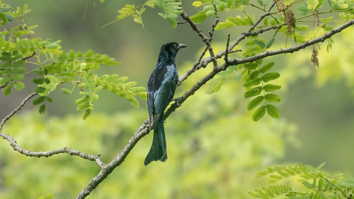 Hair-crested Drongo - ML444004691