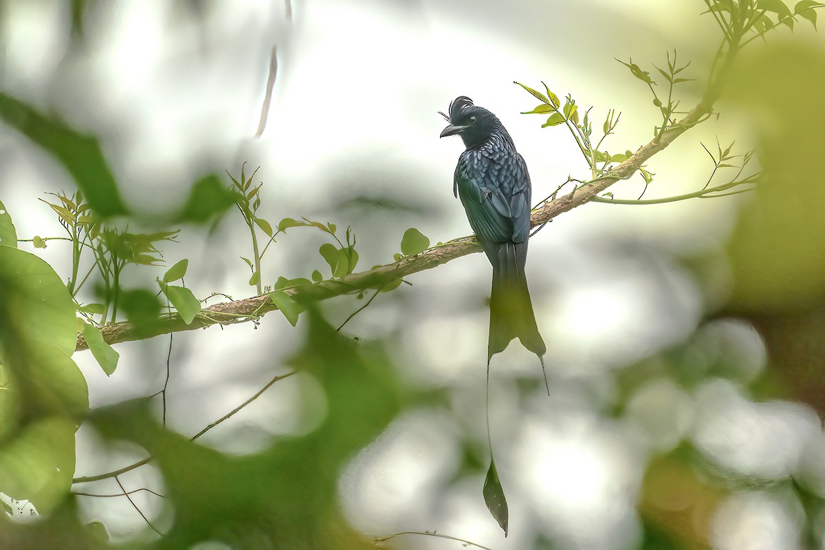 Greater Racket-tailed Drongo - ML444004771