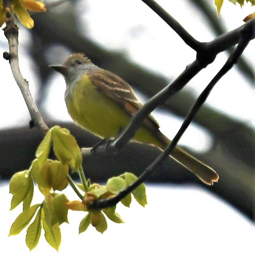 Great Crested Flycatcher - ML444004891