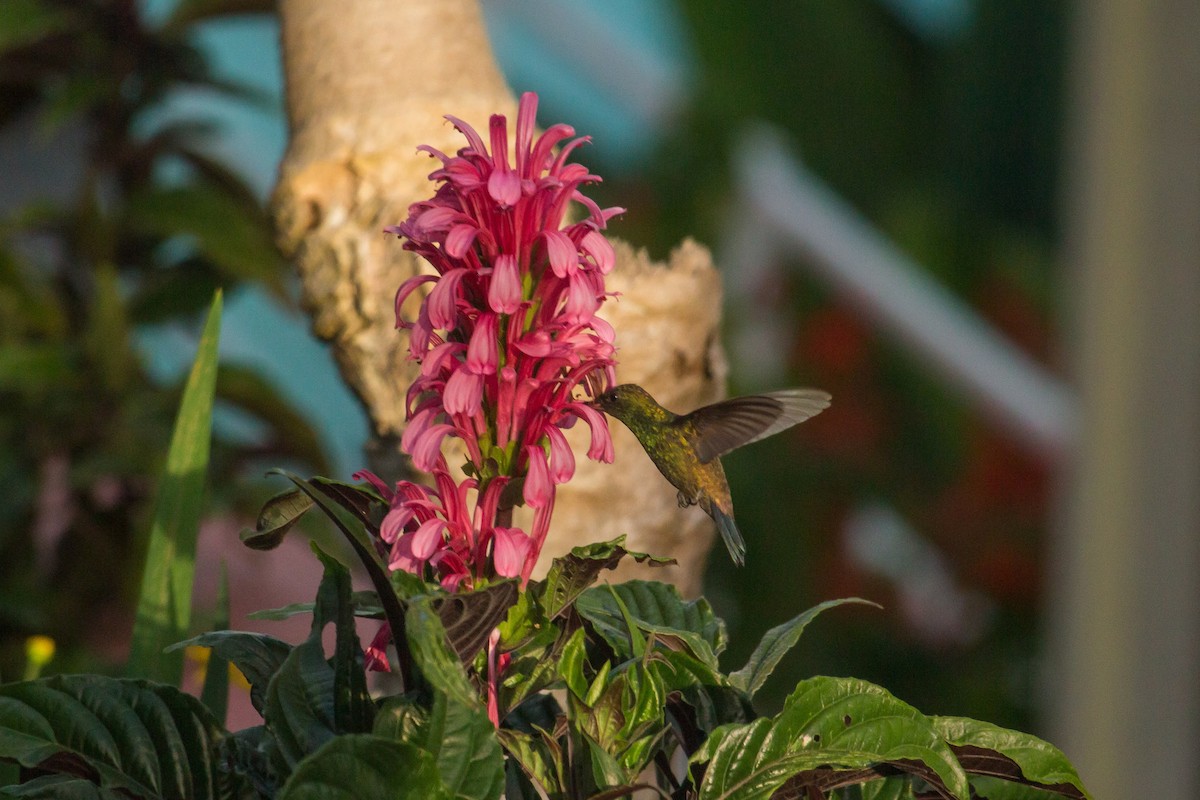 kolibřík měděnořitý - ML444005471