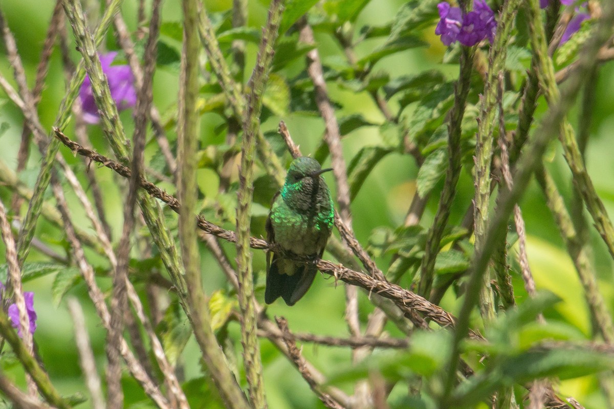 kolibřík měděnořitý - ML444006611