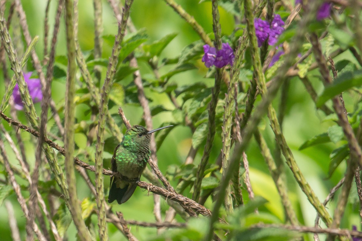 Copper-rumped Hummingbird - ML444006651