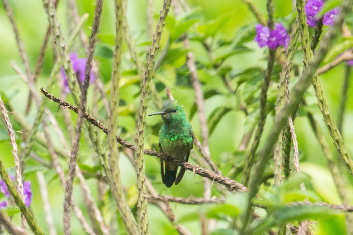 Copper-rumped Hummingbird - Francisco Russo