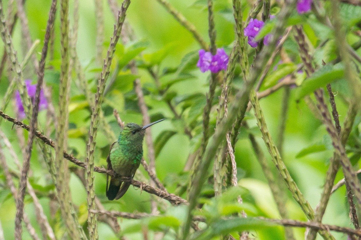 kolibřík měděnořitý - ML444006671