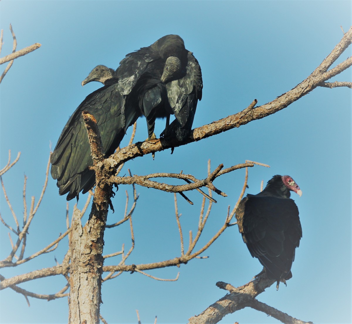 Black Vulture - Lydia Friedland