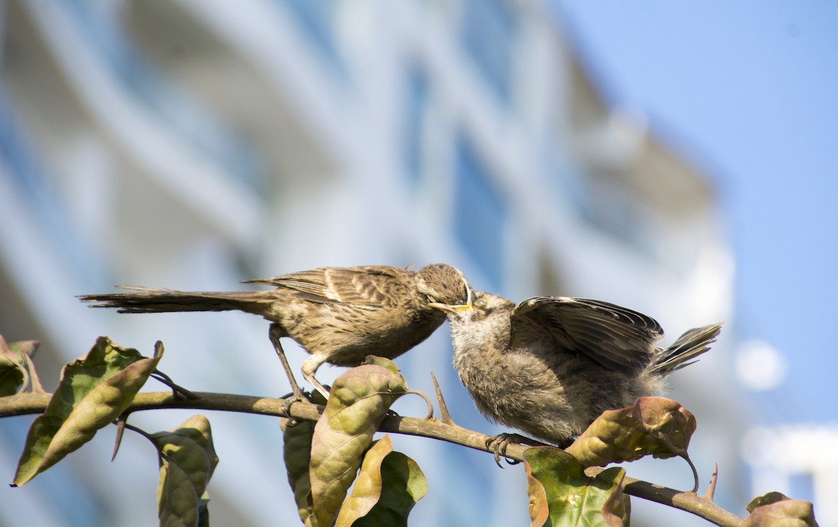 Long-tailed Mockingbird - ML444011381