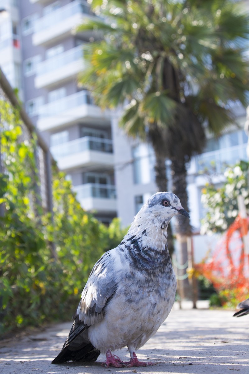 Rock Pigeon (Feral Pigeon) - ML444011441