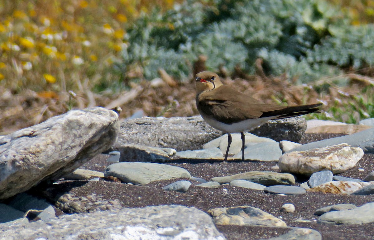 Collared Pratincole - Juan Pérez