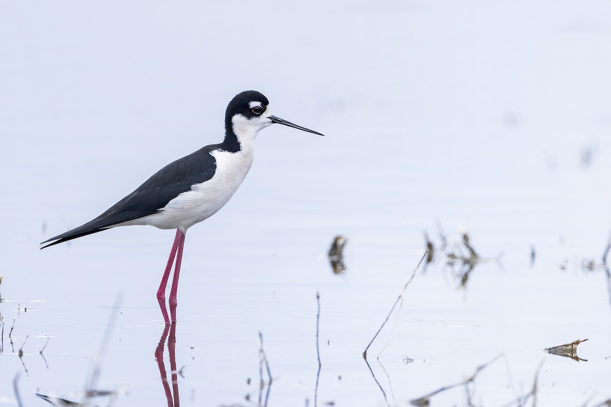 Black-necked Stilt - Blair Dudeck