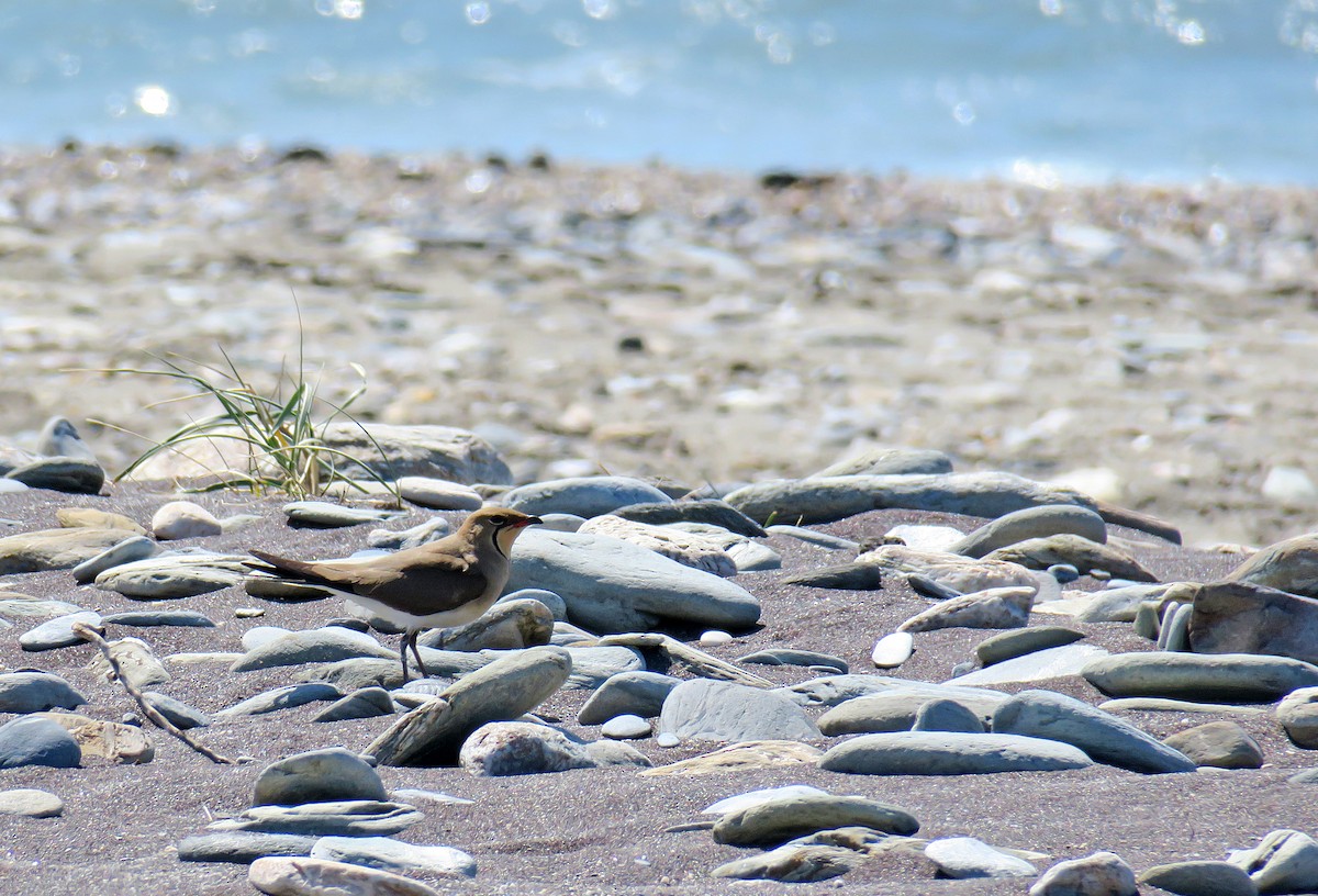 Collared Pratincole - Juan Pérez