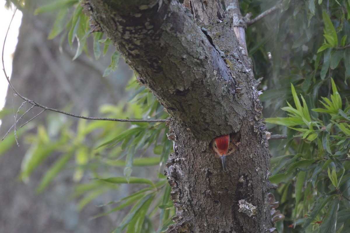 Red-bellied Woodpecker - Harold Donnelly