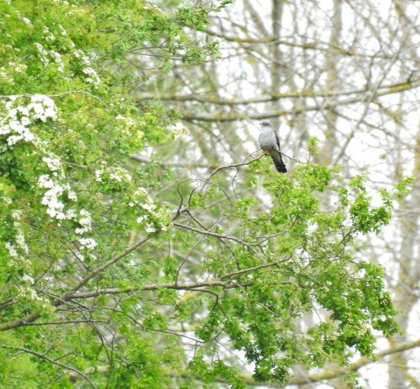 Common Cuckoo - ML444017501