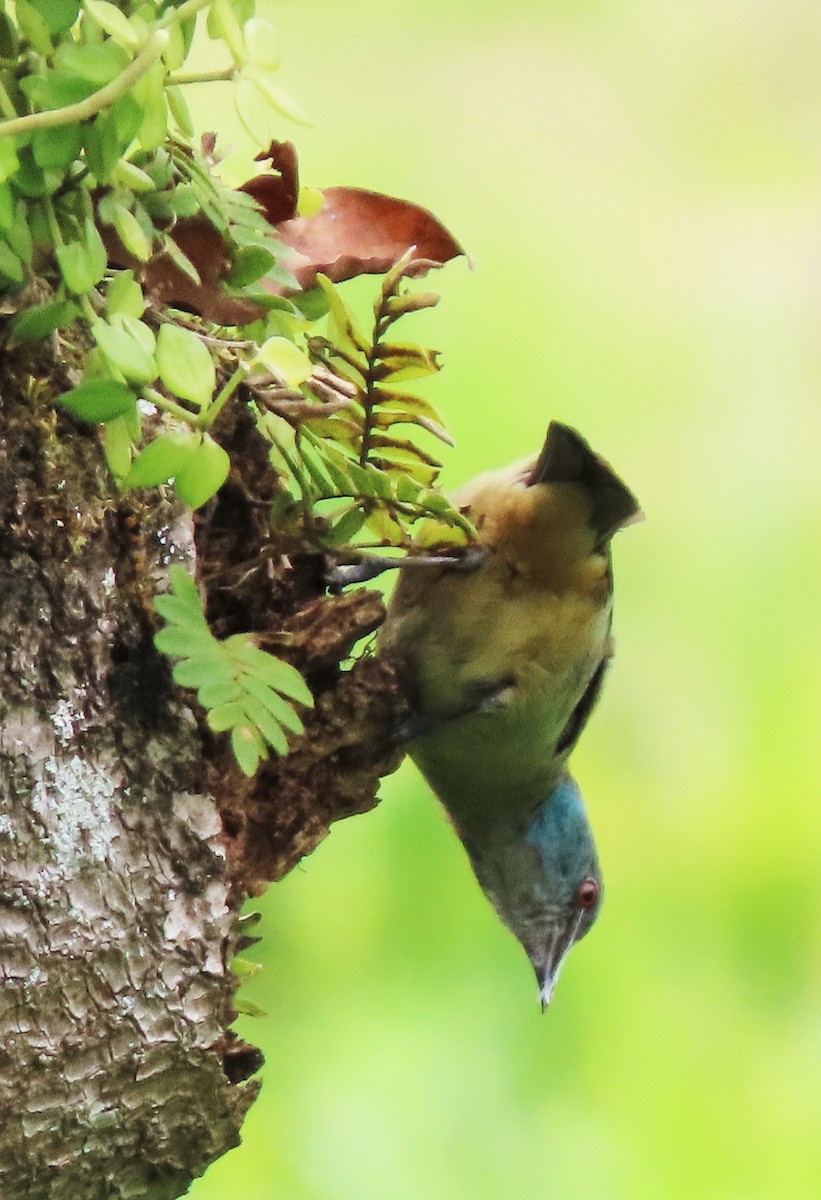 Scarlet-thighed Dacnis - Rick Jacobsen