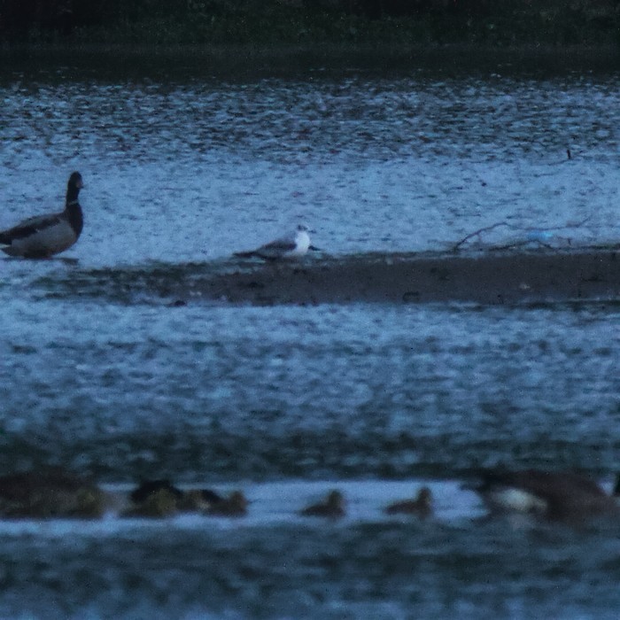 Bonaparte's Gull - ML444018411