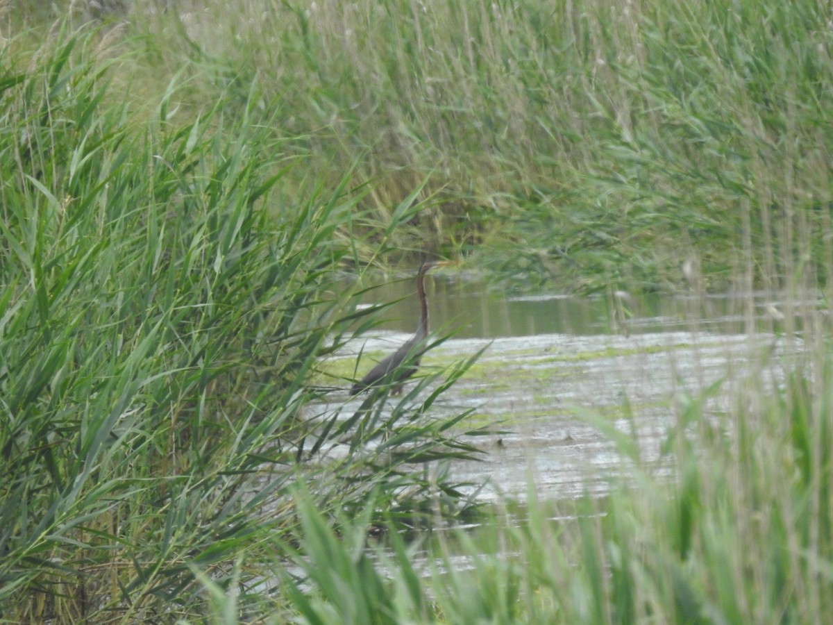 Purple Heron - ML444018811