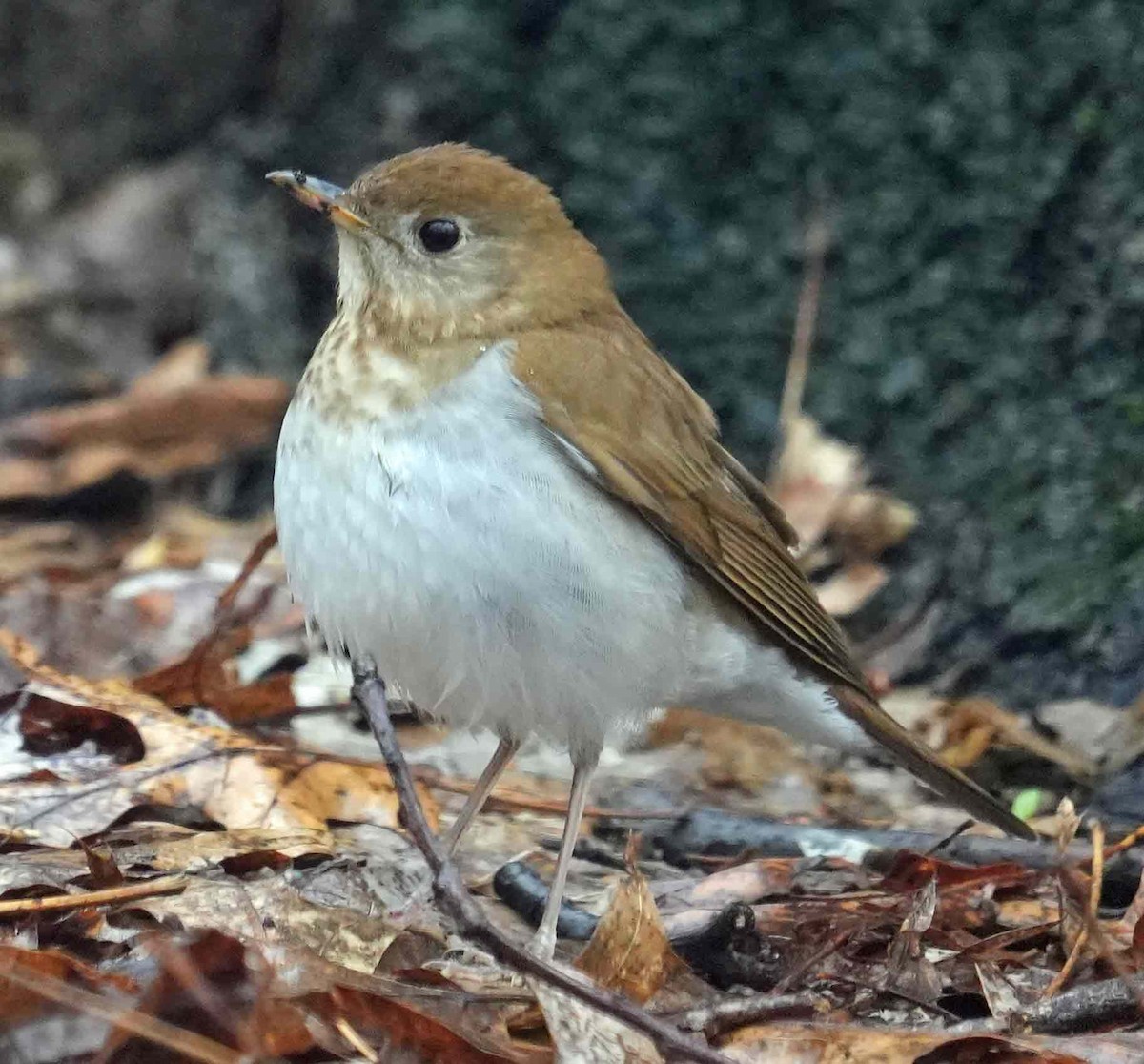 Veery - ML444019491