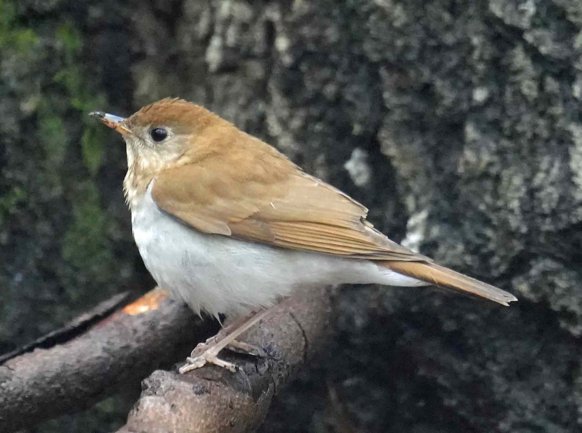 Veery - ML444019501