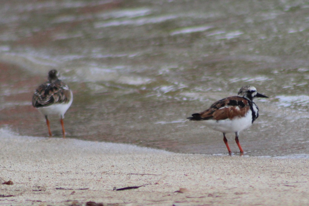 Ruddy Turnstone - ML444019621