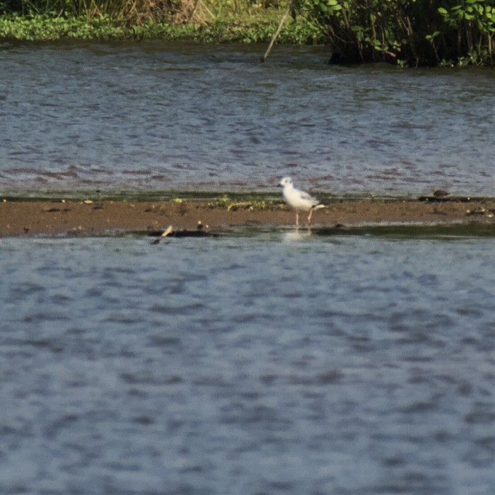Bonaparte's Gull - ML444019761