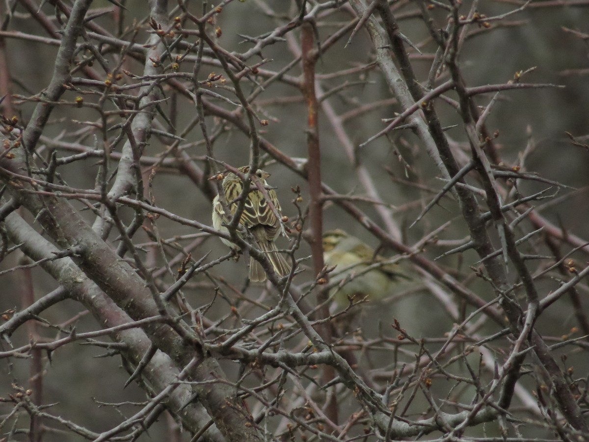 Clay-colored Sparrow - ML444019911