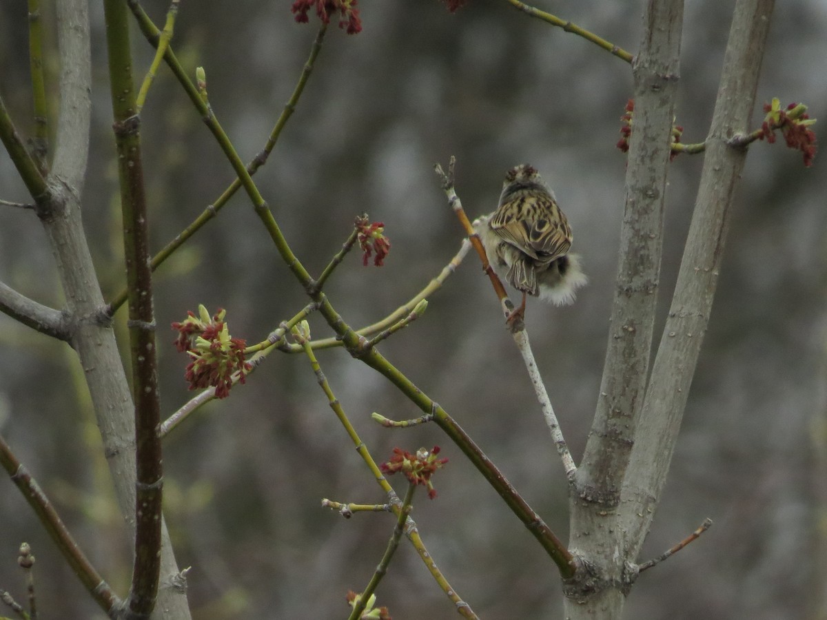 Clay-colored Sparrow - ML444019921