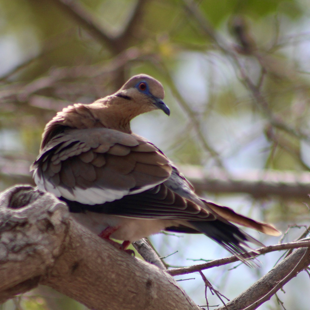 White-winged Dove - ML444020351