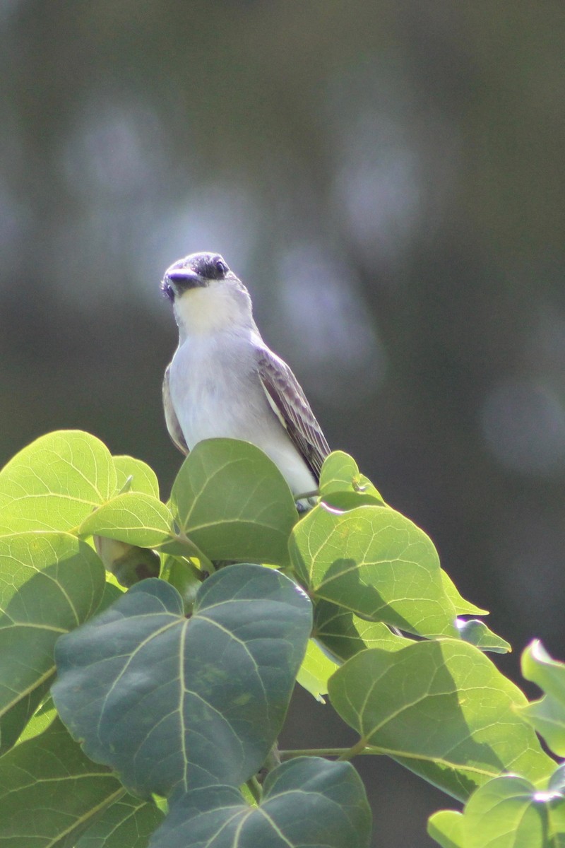 Gray Kingbird - ML444020951