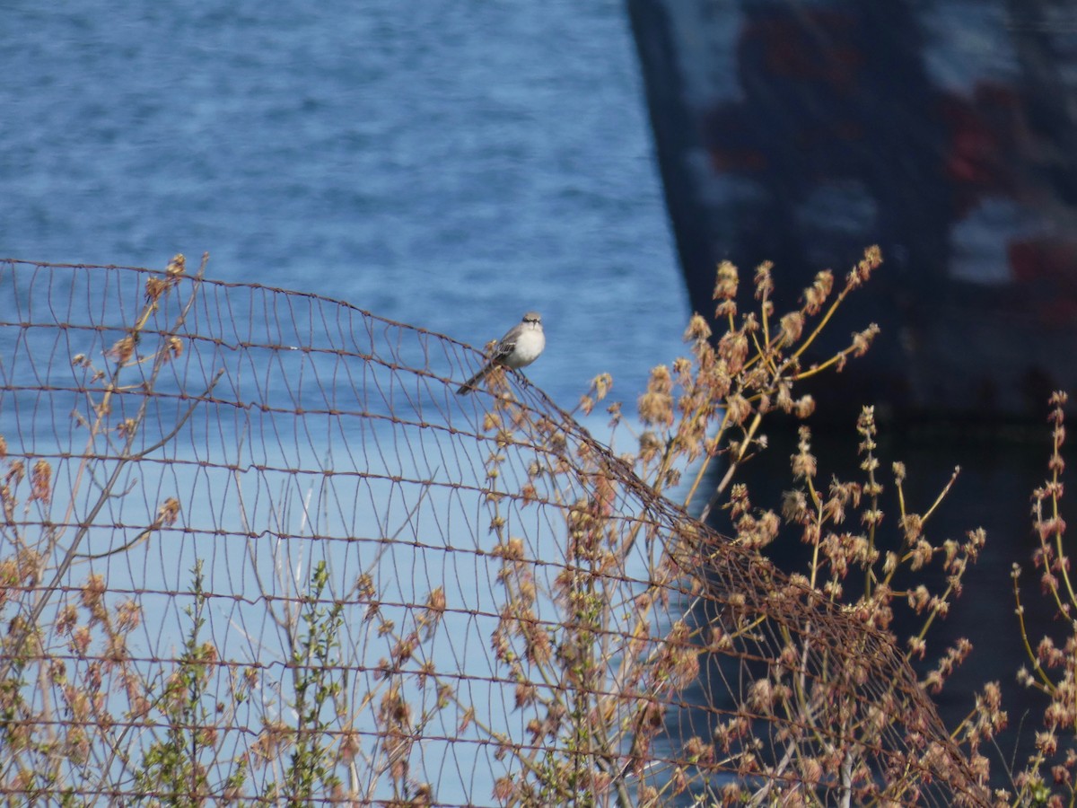 Northern Mockingbird - ML444022131