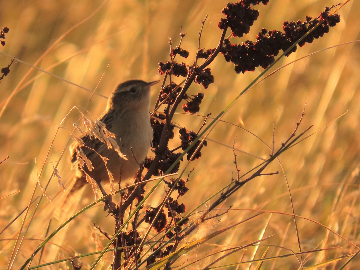 Grass Wren - ML444022801