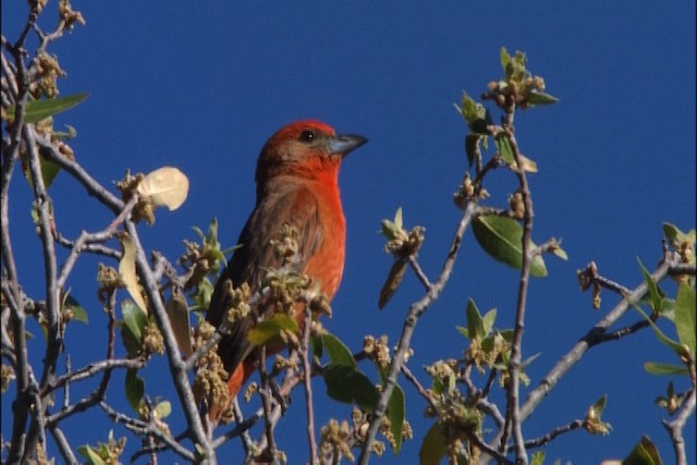 Hepatic Tanager (Northern) - ML444023