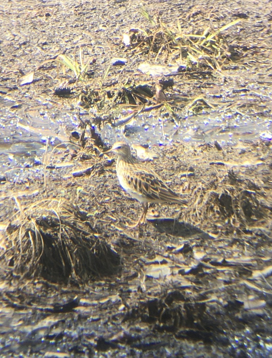 Pectoral Sandpiper - ML444023901