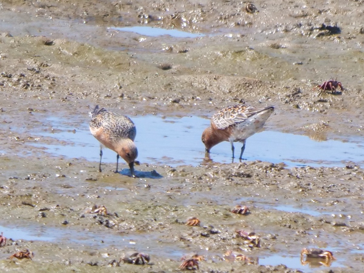 Red Knot - ML444024881