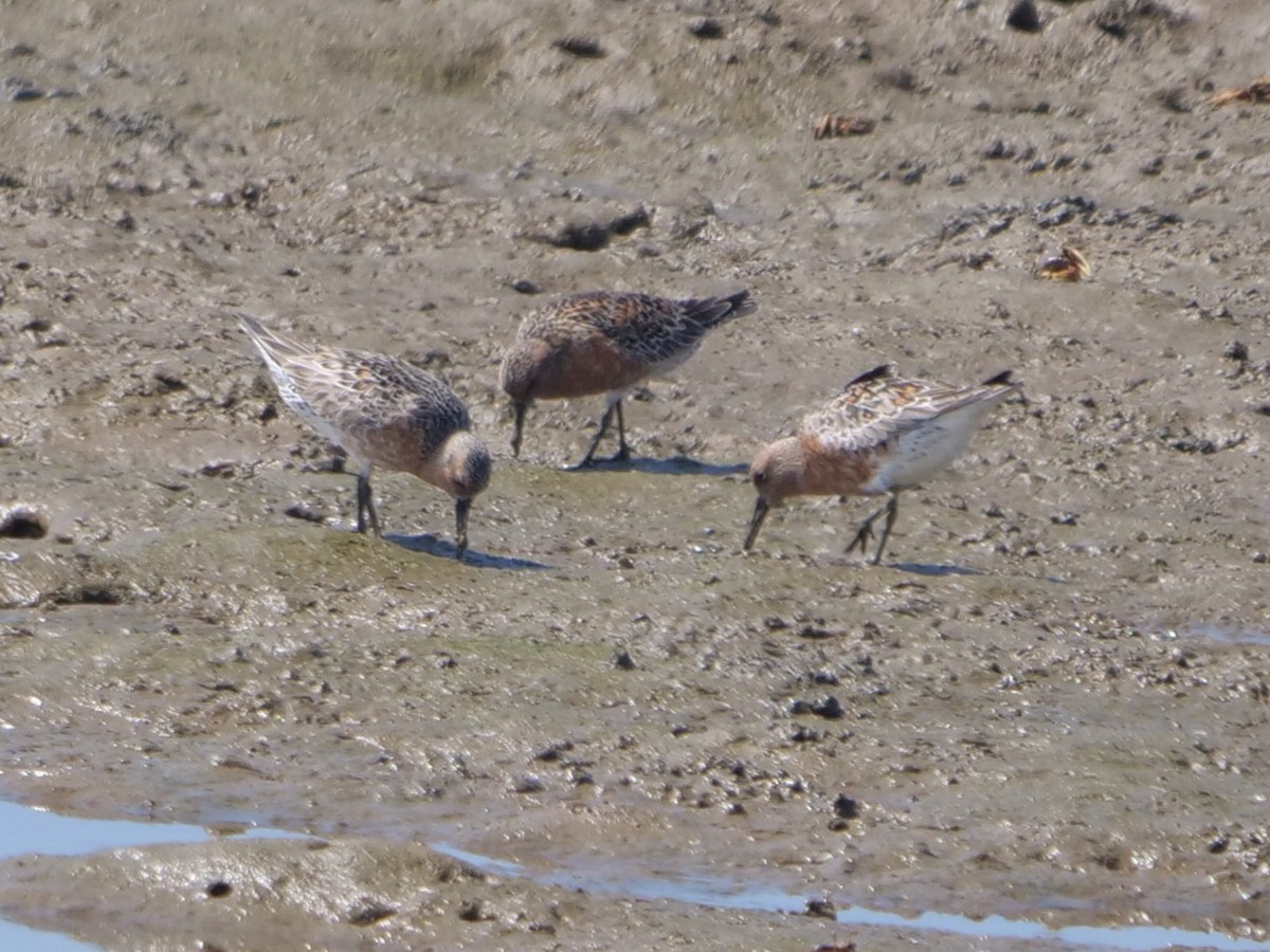 Red Knot - ML444024891