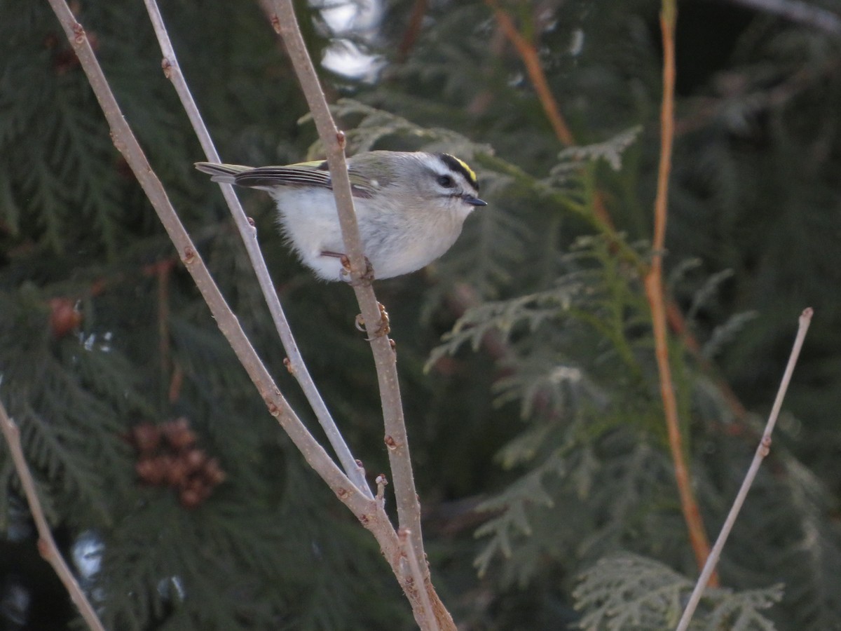 Golden-crowned Kinglet - ML444025631