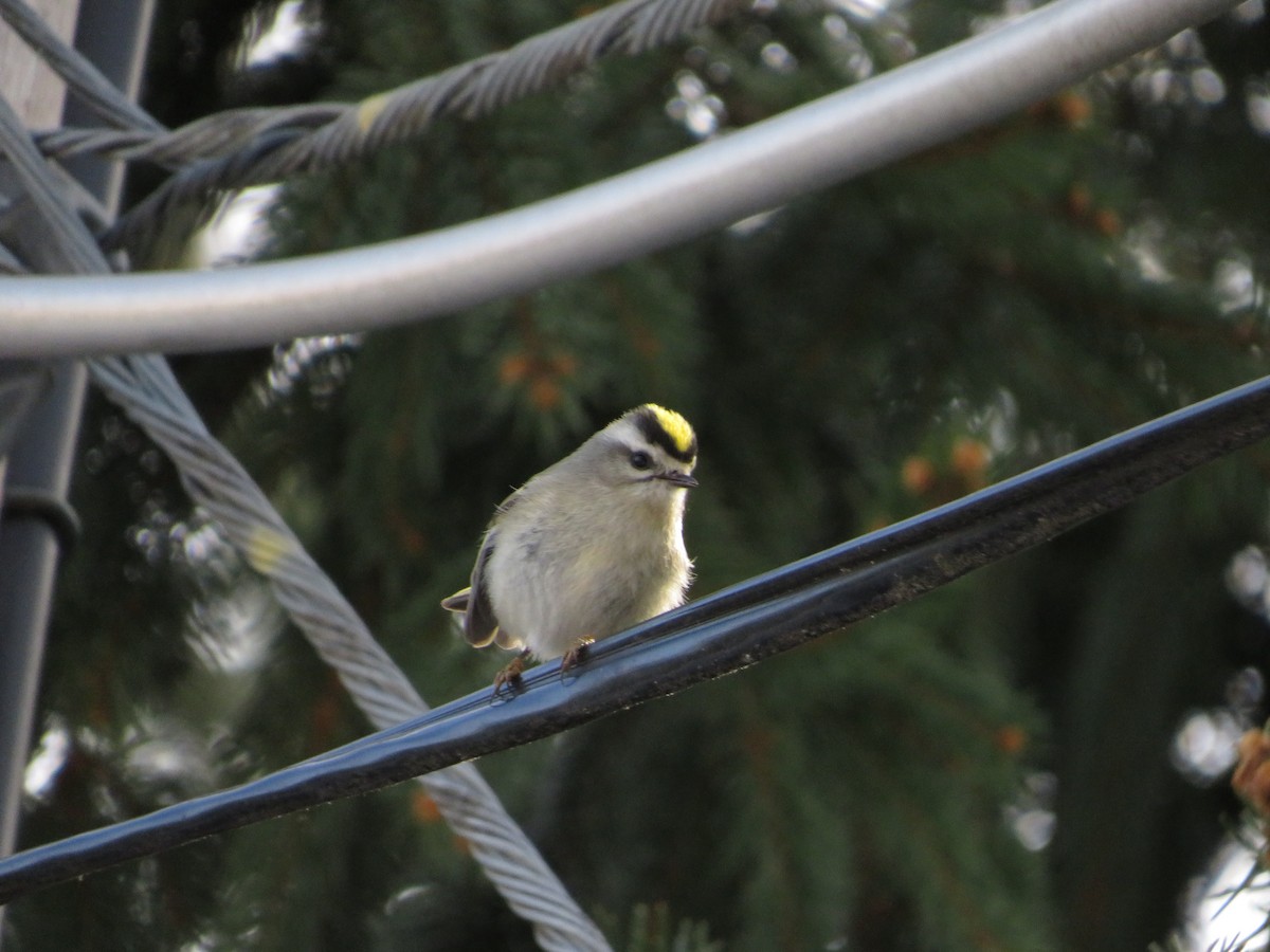 Golden-crowned Kinglet - ML444025721