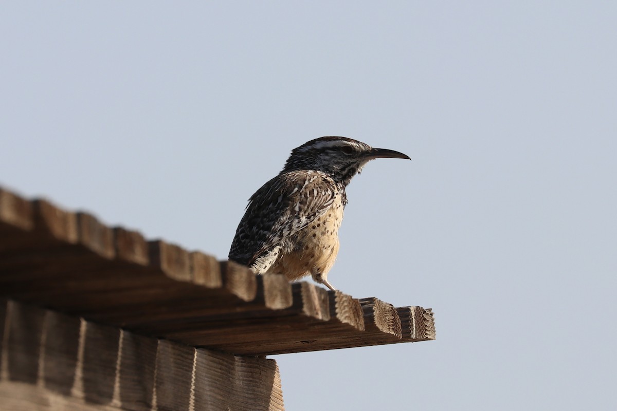 Cactus Wren - ML444025921