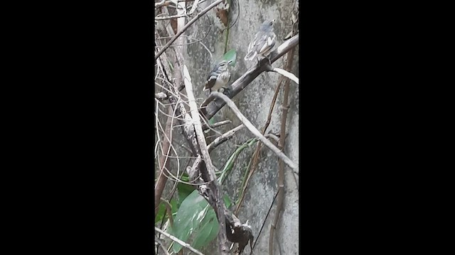 鵲鴝 - ML444026521