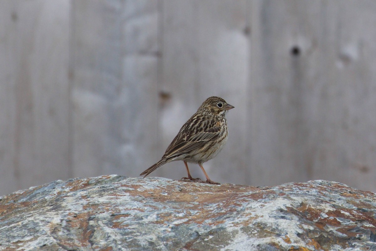 Vesper Sparrow - ML444028951